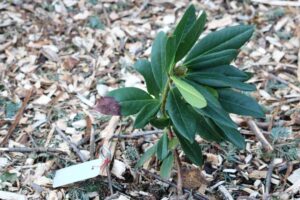 Rhododendron macrophyllum 407-2019