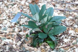 Rhododendron uvariifolium 387-2019