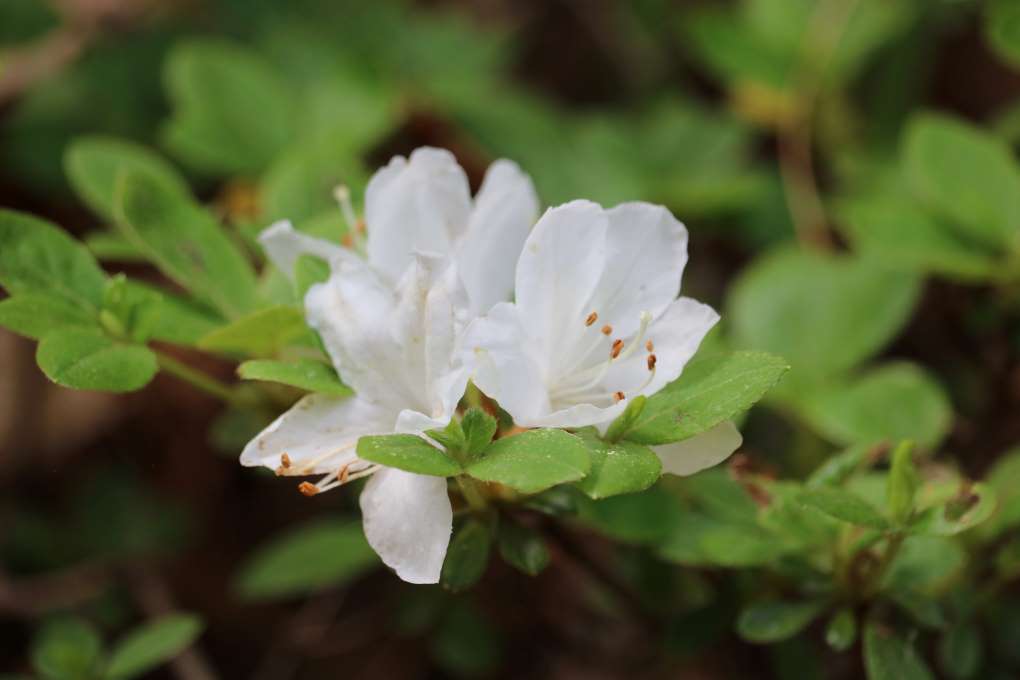 Rhododendron kiusianum 'Diamant White' 1385-2002