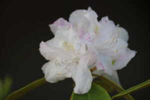 Rhododendron 'PJM White'