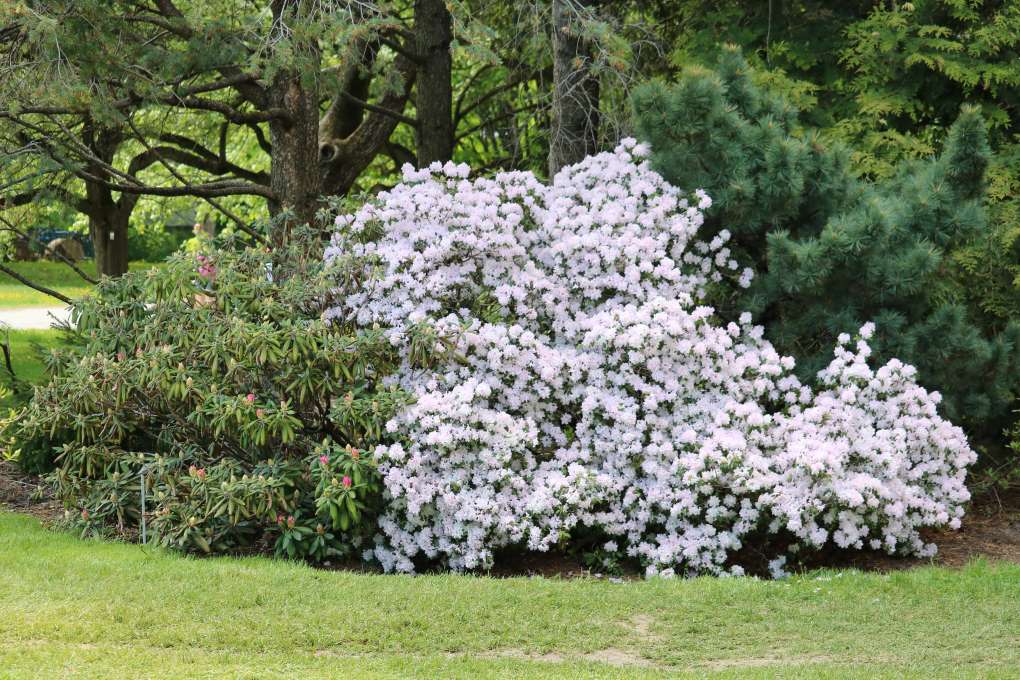 Rhododendron 'PJM White'