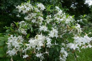 Rhododendron 'Weston's Innocence'