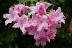 Rhododendron 'Rosy Light'