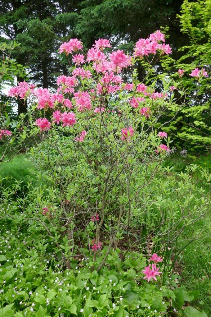 Rhododendron 'Western Light'