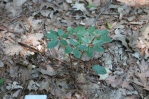Rhododendron selense ssp. dasycladum 288-2019