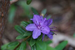 Rhododendron yungningense 4295-84-2013