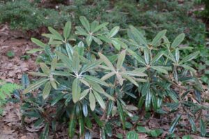 Rhododendron degronianum ssp. heptamerum var. hondoense 559-2011