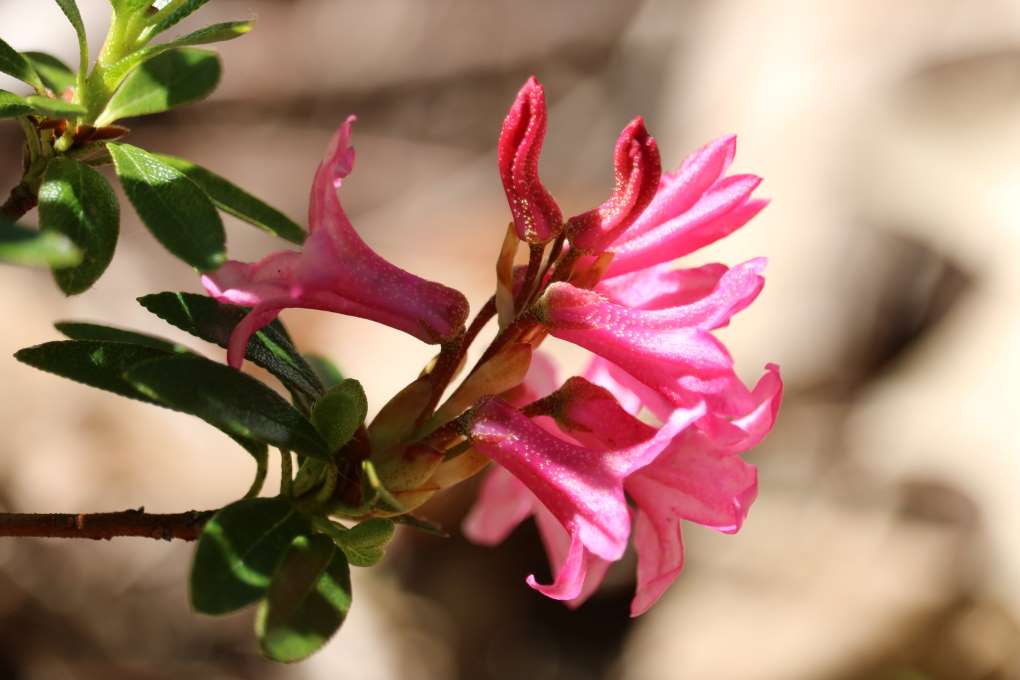 Rhododendron hirsutum 641-2010