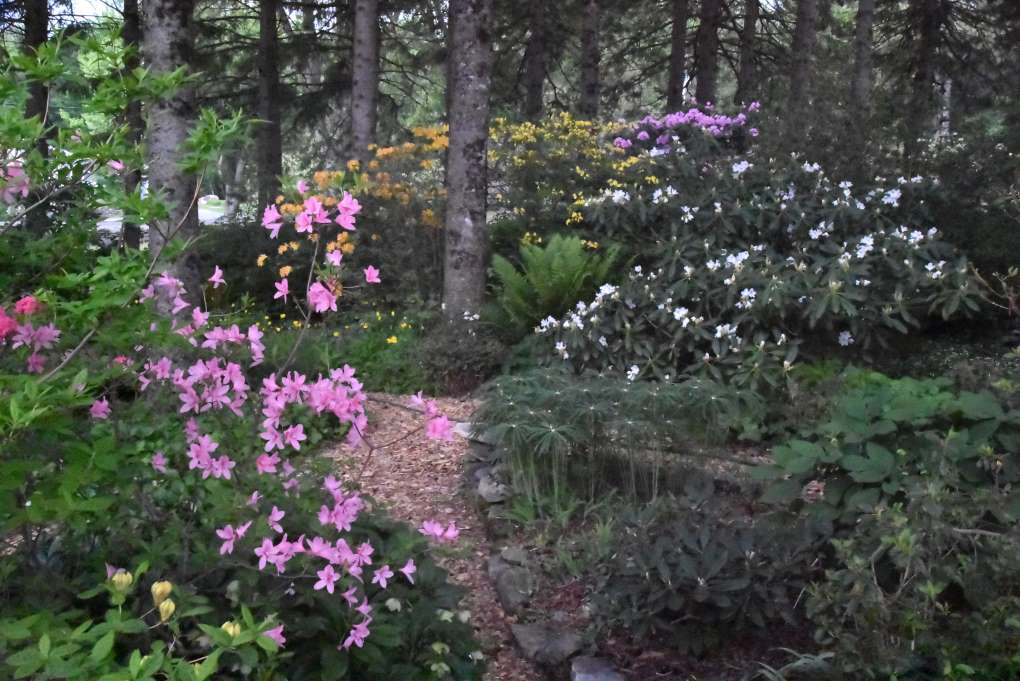 Photo : Jardin de rhododendrons chez Nicole Lafleur