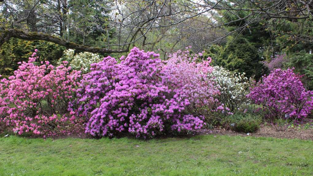 Photo : Rhododendron ‘Weston’s Pink Diamond’, ‘PJM’, ‘April Snow’ – Jardin botanique de Montréal- Michel Tardif