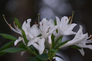 Rhododendron 'Fragrant Star'