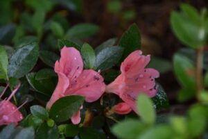 Rhododendron 'Steele's Late & Lovely'