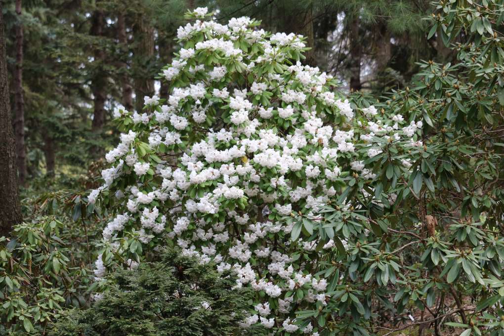Rhododendron campylocarpum 1534-81