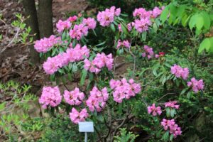 Rhododendron mettermichii forma micranthum