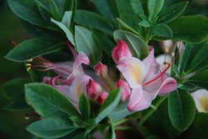 Rhododendron 'Lollipop'