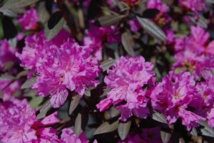 Rhododendron 'PJM Checkmate'