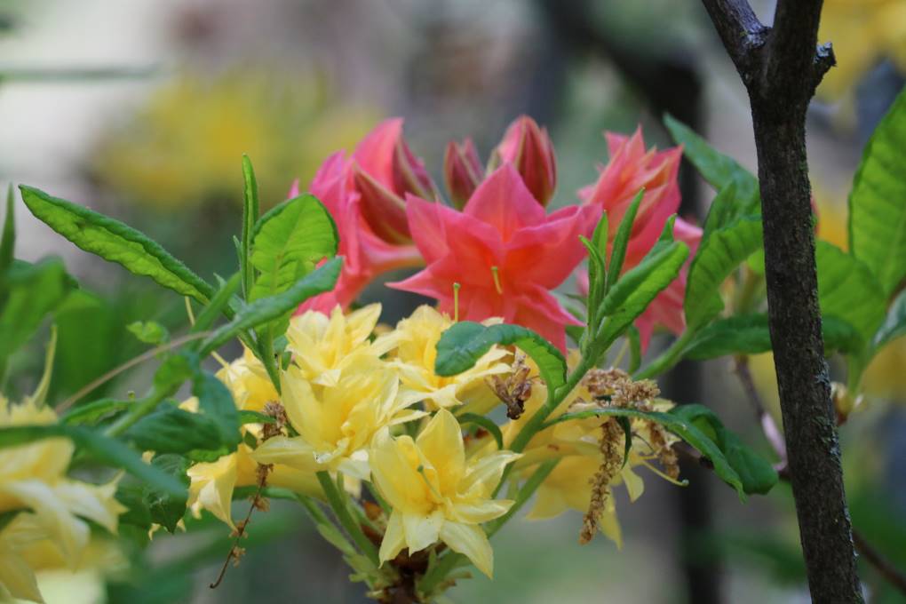 Rhododendrons X mixtum 'Norma' et 'Narcissiflorum'