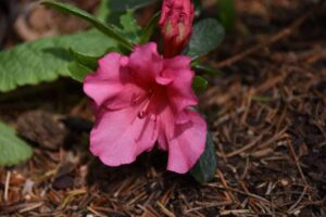 Rhododendron 'Girard's Border Gem'