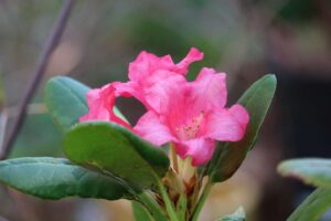 Rhododendron 'Brueckner III-19'