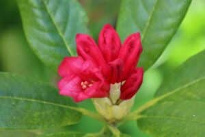 Rhododendron 'Brueckner III-19'