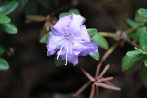 Rhododendron 'Brueckner IV-9' (623) 1746-2022