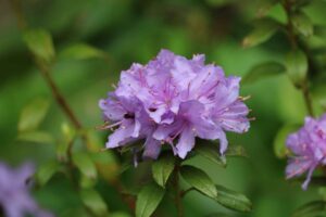 Rhododendron x halense