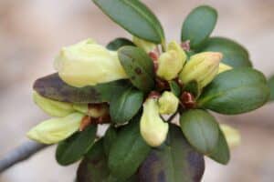 Rhododendron 'Brueckner III-4' (625)