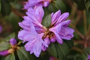 Rhododendron 'Brueckner IX-71 Azuray'