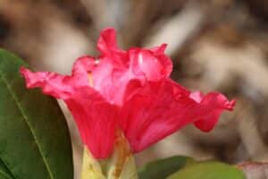 Rhododendron Brueckner III-37