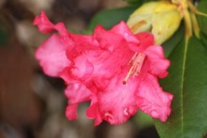 Rhododendron 'Brueckner III-37'