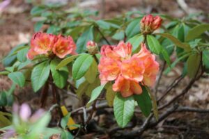 Rhododendron inconnu 16C