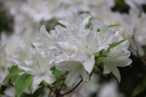 Rhododendron 'Cascade' 2150-1975