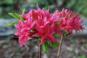 Rhododendron 'Homebush'