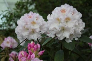 Rhododendron 'Brueckner I-45'