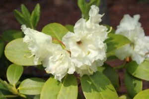 Rhododendron 'Brueckner XI-6'