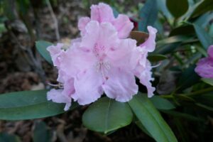 Rhododendron 'Käthe Heinje'