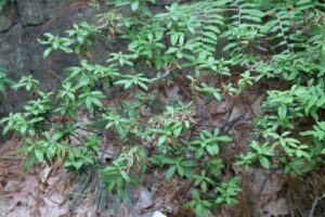 Rhododendron triflorum ssp multiflorum 897-2012