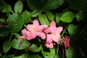 Rhododendron 'Pink Plush' 2380-2001