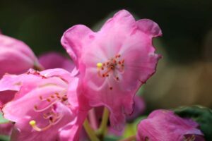 Rhododendron orbiculare 367-2019