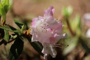 Rhododendron 'Turaco' 1166-2014