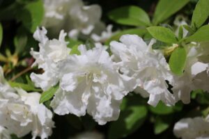 Rhododendron 'Helen Curtis' 2043-2018