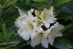 Rhododendron 'New Century' 2303-2009