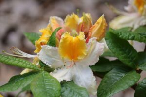 Rhododendron 'Washington Centennial' 2382-01-2019