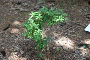 Rhododendron bracteatum 668-2013