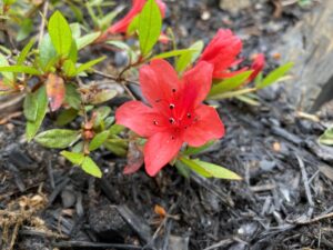 Rhododendron 'Alexander'