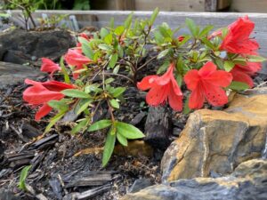 Rhododendron 'Alexander'