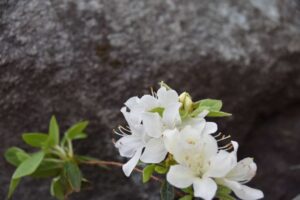 Rhododendron 'Baby Dane'