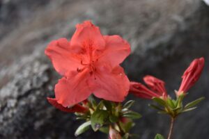 Rhododendron 'Scotian Fire'