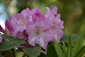 Rhododendron decorum