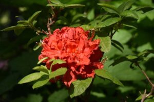 Rhododendron 'King's Red'